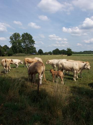 Runderen Doetinchem