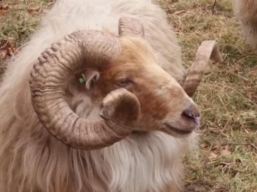 Schaap bij 't Hof te Dieren