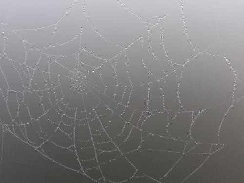 Spinneweb_in_de_mist